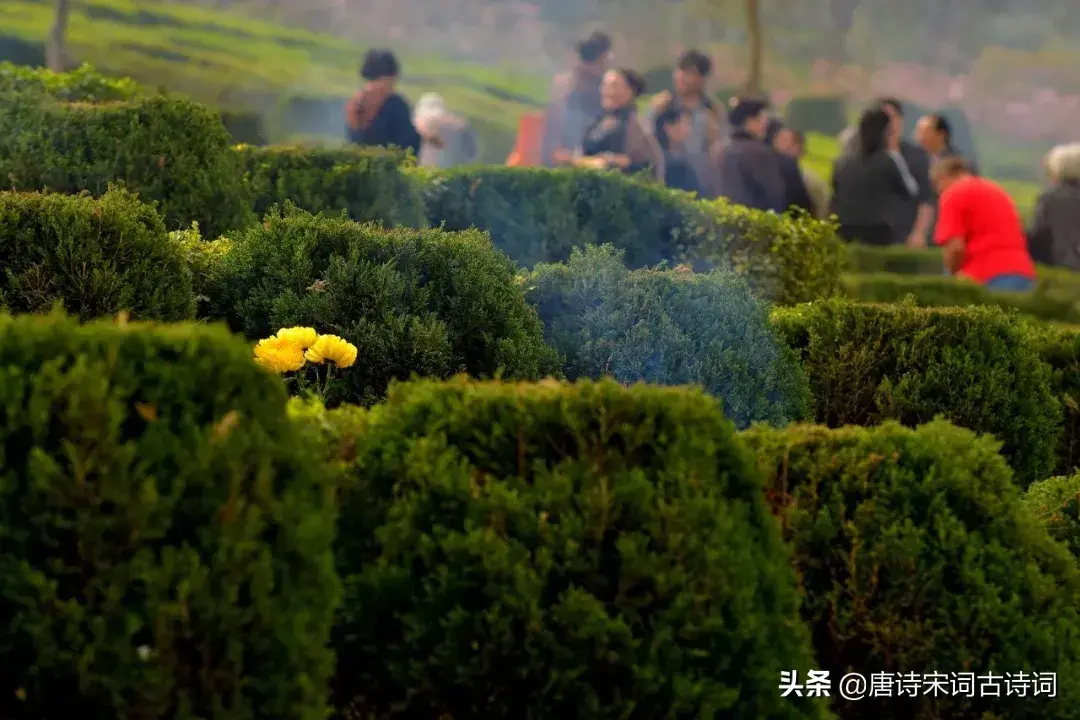 热文寒食城东即事原文作者是谁(寒食城东即事原文作者)