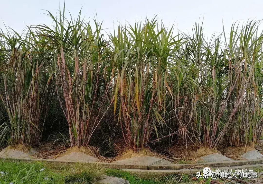 一根甘蔗多少斤左右（一根甘蔗一般多少斤）