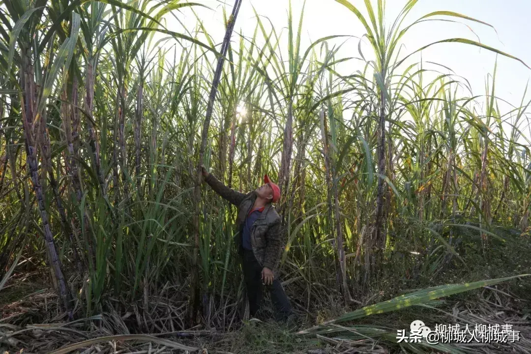 一根甘蔗多少斤左右（一根甘蔗一般多少斤）