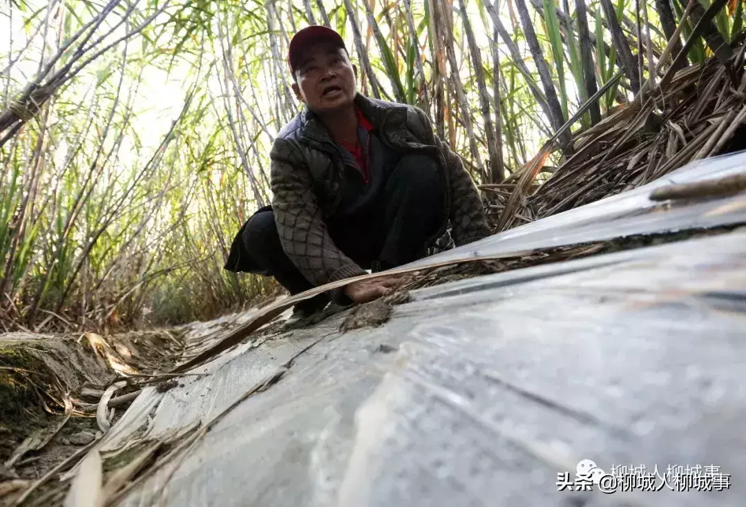 一根甘蔗多少斤左右（一根甘蔗一般多少斤）