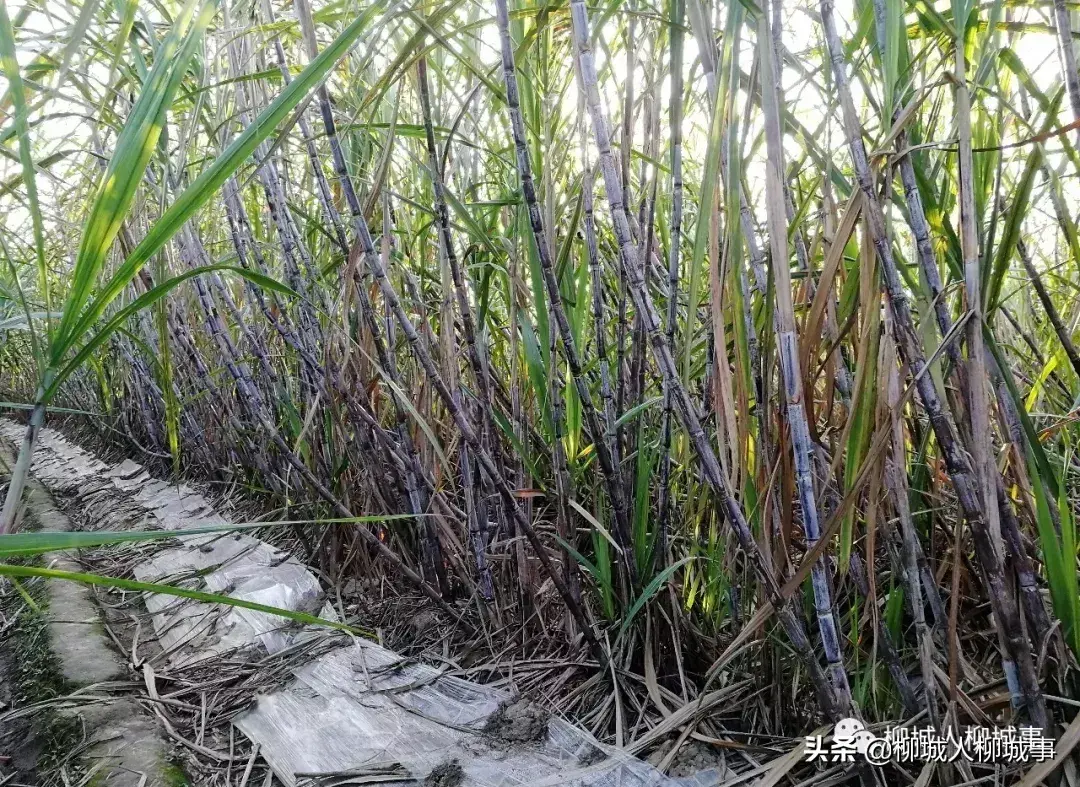 一根甘蔗多少斤左右（一根甘蔗一般多少斤）