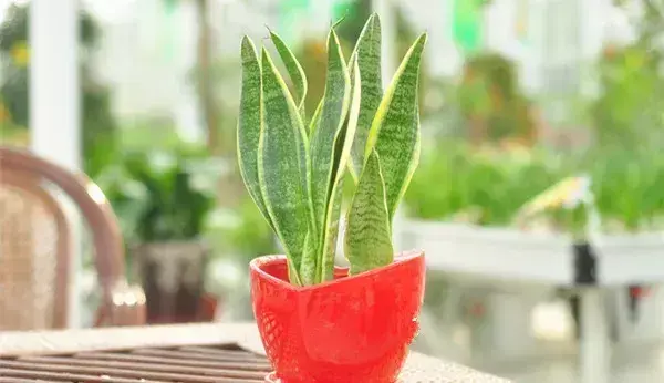 热文虎皮兰有什么功效作用(虎皮兰的功效作用)