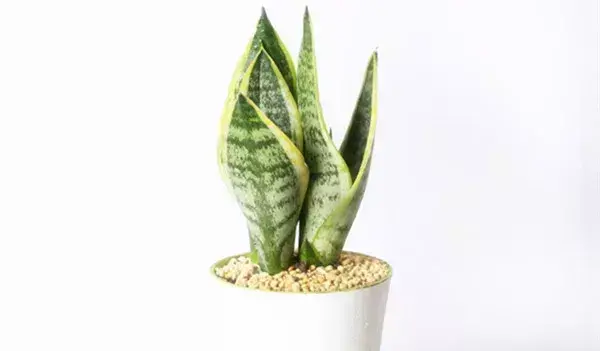 热文虎皮兰有什么功效作用(虎皮兰的功效作用)