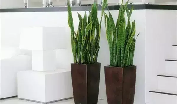 热文虎皮兰有什么功效作用(虎皮兰的功效作用)