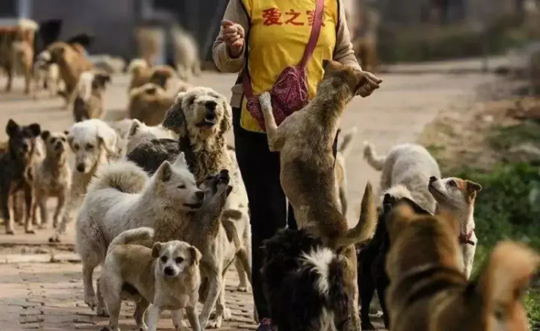 为什么要安乐死动物(动物可以安乐死吗)