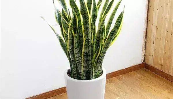 热文虎皮兰有什么功效作用(虎皮兰的功效作用)