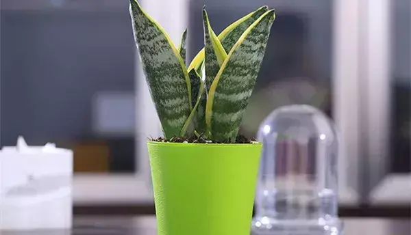 热文虎皮兰有什么功效作用(虎皮兰的功效作用)