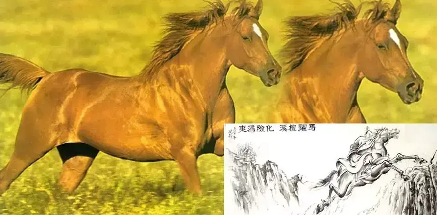 中国古代所有名马排名都有哪些(中国古代十大名马排行榜)