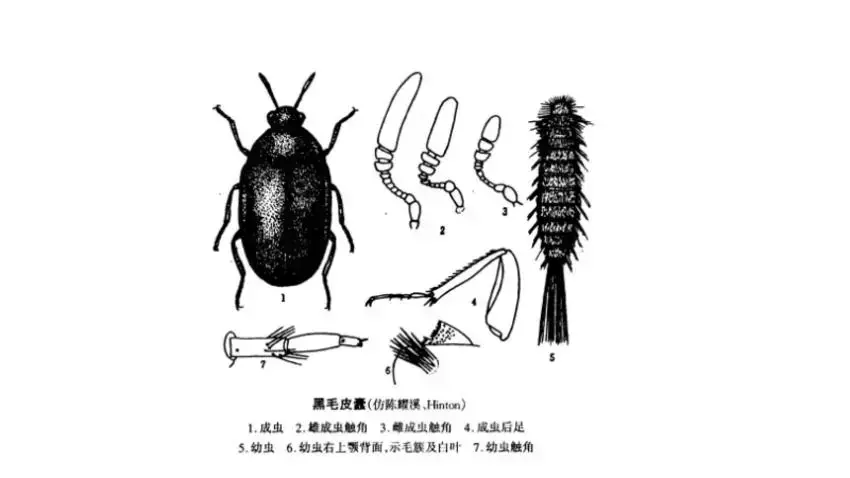 床上出现黑色硬壳小虫子，告诉你皮蠹幼虫怎么会在床上