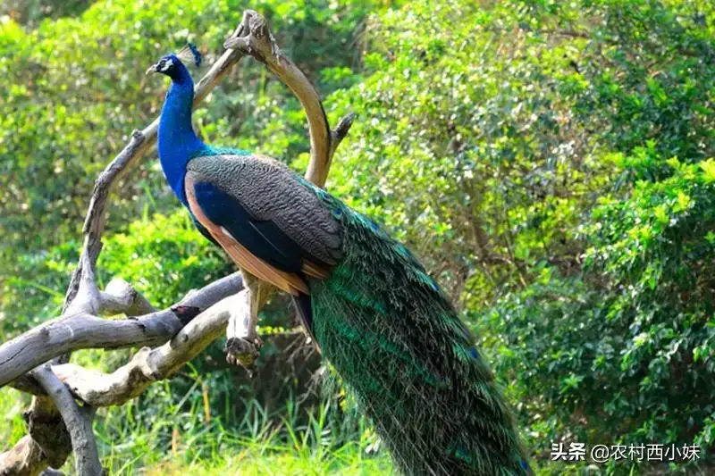 所以孔雀是精神王(孔雀为什么被称为百鸟之王)(孔雀是百鸟中最漂亮的)
