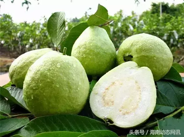 三亚水果特产有哪些(三亚的特色水果介绍及图片)