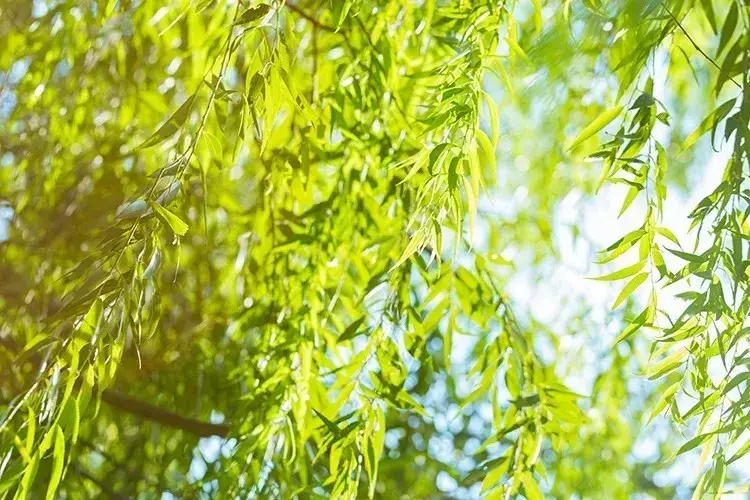 春天到来的诗句有哪些,描写春天的古诗大全