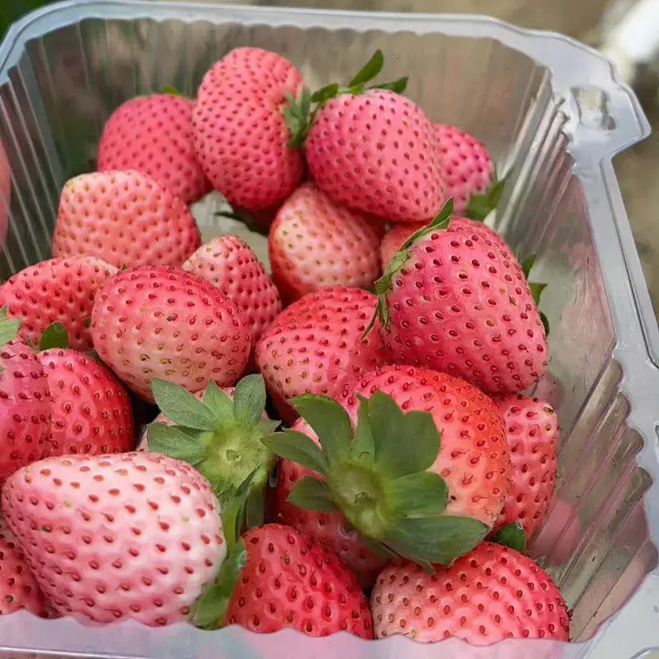 顾客买49.9元草莓塔全是绿色草莓(绿色草莓能吃吗)