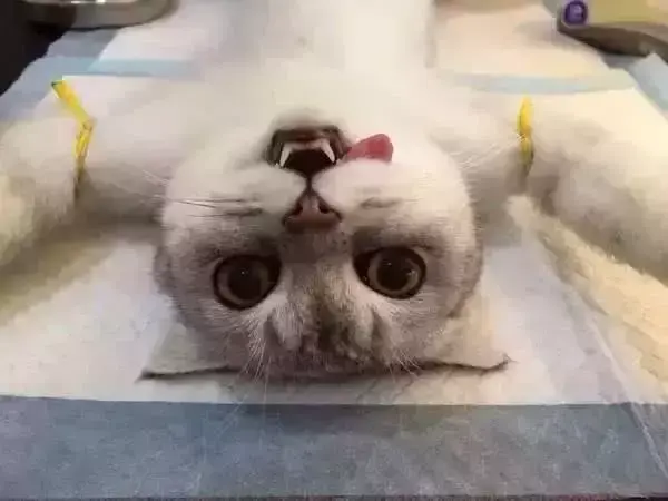 母猫绝育是切哪里(猫咪做绝育手术的最佳时期及准备工作)